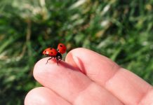 Znate li šta znači kad bubamara sleti na vas: Veruje se da…