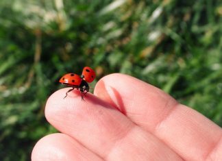 Znate li šta znači kad bubamara sleti na vas: Veruje se da…