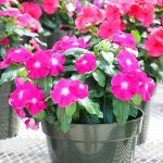 Prelivaće iz saksije do oktobra: Da bi vam VINKA bila najveći ponos dvorišta ili terase, ovo je sve što treba da znate