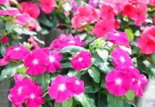 Prelivaće iz saksije do oktobra: Da bi vam VINKA bila najveći ponos dvorišta ili terase, ovo je sve što treba da znate