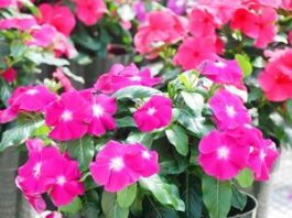 Prelivaće iz saksije do oktobra: Da bi vam VINKA bila najveći ponos dvorišta ili terase, ovo je sve što treba da znate