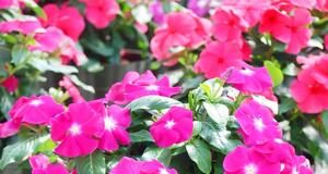 Prelivaće iz saksije do oktobra: Da bi vam VINKA bila najveći ponos dvorišta ili terase, ovo je sve što treba da znate