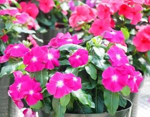 Prelivaće iz saksije do oktobra: Da bi vam VINKA bila najveći ponos dvorišta ili terase, ovo je sve što treba da znate