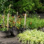 Ne sadite rajčice dok ovo ne pročitate: Ako je odmah pored njih, ova biljka im može uništiti cijeli urod!