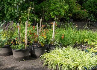 Ne sadite rajčice dok ovo ne pročitate: Ako je odmah pored njih, ova biljka im može uništiti cijeli urod!