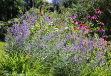 9 biljaka koje nikada ne bi trebalo da orezujete u aprilu: Ovo cveće ostavite na miru ako ne želite da ga upropastite