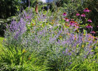 9 biljaka koje nikada ne bi trebalo da orezujete u aprilu: Ovo cveće ostavite na miru ako ne želite da ga upropastite