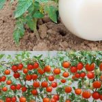 DVOSTRUKO VEĆI PRINOS PARADAJZA. KRASTAVACA I OSTALOG POVRĆA UZ OVAJ PRIRODNI NAPITAK…