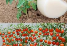 DVOSTRUKO VEĆI PRINOS PARADAJZA. KRASTAVACA I OSTALOG POVRĆA UZ OVAJ PRIRODNI NAPITAK…