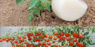 DVOSTRUKO VEĆI PRINOS PARADAJZA. KRASTAVACA I OSTALOG POVRĆA UZ OVAJ PRIRODNI NAPITAK…