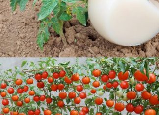 DVOSTRUKO VEĆI PRINOS PARADAJZA. KRASTAVACA I OSTALOG POVRĆA UZ OVAJ PRIRODNI NAPITAK…