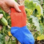 Jedan trik s čarapom i tvoje biljke će “poludjeti” od rasta