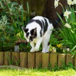 Komšijske MAČKE vam opsedaju dvorište? Ovaj jednostavan trik iz kuhinje ih momentalno odvraća