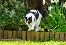 Komšijske MAČKE vam opsedaju dvorište? Ovaj jednostavan trik iz kuhinje ih momentalno odvraća