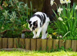 Komšijske MAČKE vam opsedaju dvorište? Ovaj jednostavan trik iz kuhinje ih momentalno odvraća
