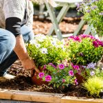 Sad je pravi trenutak da zasadite ovo cvijeće i da na proljeće uživate u bujnoj bašti