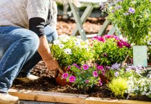 Sad je pravi trenutak da zasadite ovo cvijeće i da na proljeće uživate u bujnoj bašti