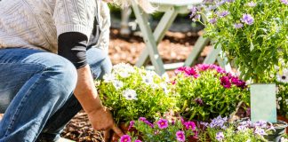 Sad je pravi trenutak da zasadite ovo cvijeće i da na proljeće uživate u bujnoj bašti