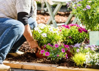 Sad je pravi trenutak da zasadite ovo cvijeće i da na proljeće uživate u bujnoj bašti