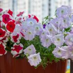 Petunije će rasti i bujati nikad brže i lepše: Evo u čemu je tajna
