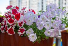 Petunije će rasti i bujati nikad brže i lepše: Evo u čemu je tajna