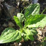 Svi je GAZE, prepuna su ih DVORIŠTA, a ne znate KOLIKO je ova BILJKA LEKOVITA, odlična za KOŽU i celo telo