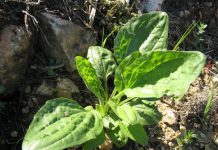 Svi je GAZE, prepuna su ih DVORIŠTA, a ne znate KOLIKO je ova BILJKA LEKOVITA, odlična za KOŽU i celo telo