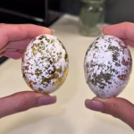 Milioni oduševljeni trikom: 1 sastojak iz hladnjaka pretvara obična jaja u luksuzna remek-djela