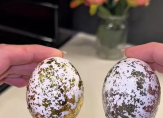 Milioni oduševljeni trikom: 1 sastojak iz hladnjaka pretvara obična jaja u luksuzna remek-djela