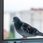 Kada ptica pokuca na vaš prozor: Znak sudbine ili slučajnost koju ne biste smjeli ignorisati?