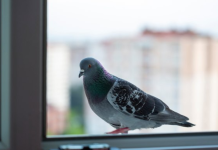 Kada ptica pokuca na vaš prozor: Znak sudbine ili slučajnost koju ne biste smjeli ignorisati?