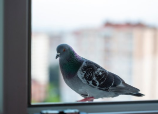 Kada ptica pokuca na vaš prozor: Znak sudbine ili slučajnost koju ne biste smjeli ignorisati?