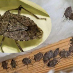 Savršen TRIK DA SE RlJEŠlTE SMRDlBUBA u stanu, na balkonu i na terasi! ZAUVIJEK!