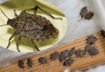 Savršen TRIK DA SE RlJEŠlTE SMRDlBUBA u stanu, na balkonu i na terasi! ZAUVIJEK!