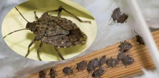 Savršen TRIK DA SE RlJEŠlTE SMRDlBUBA u stanu, na balkonu i na terasi! ZAUVIJEK!