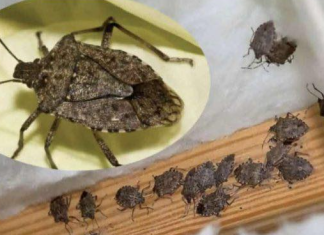 Savršen TRIK DA SE RlJEŠlTE SMRDlBUBA u stanu, na balkonu i na terasi! ZAUVIJEK!