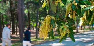 Čini vam se da su vam proljetne alergije sve gore? Istina je, a ovo je razlog. Znanstvenici nemaju dobre vijesti