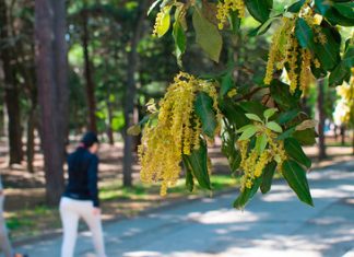 Čini vam se da su vam proljetne alergije sve gore? Istina je, a ovo je razlog. Znanstvenici nemaju dobre vijesti