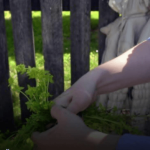 Prije 6. maja obavezno unesite ovu biljku u kuću: Tjera baksuz i privlači sreću