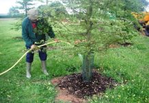 Kako i kada zalivati mlade voćke tokom prve godine: Fatalna greška zbog koje se tek posađena stabla osuše
