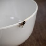 Kako se prirodno i brzo riješiti muha u vašem domu