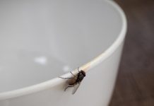 Kako se prirodno i brzo riješiti muha u vašem domu