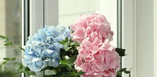 Hortenzije će eksplodirati od cvjetova: Uradite ovo u aprilu i nećete ih prepoznati!