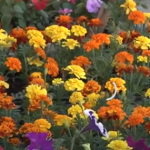 Posadite obavezno ove 3 biljke u aprilu: Cvjetaće do kasne jeseni