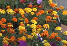 Posadite obavezno ove 3 biljke u aprilu: Cvjetaće do kasne jeseni