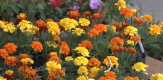 Posadite obavezno ove 3 biljke u aprilu: Cvjetaće do kasne jeseni