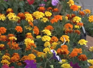 Posadite obavezno ove 3 biljke u aprilu: Cvjetaće do kasne jeseni