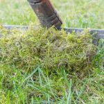 Jedan trik sa peskom menja travnjak iz korena: Mahovina i korov nestaju