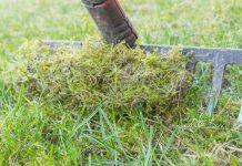 Jedan trik sa peskom menja travnjak iz korena: Mahovina i korov nestaju