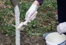 Da li je zaista potrebno KREČITI VOĆKE u proleće: Evo šta kažu stručnjaci – kada pomaže, a kada je već kasno